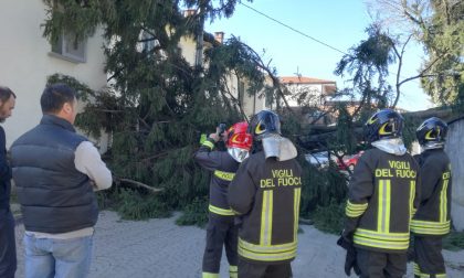 Albero sradicato dal vento a Concorezzo: chiusa via Meda FOTO