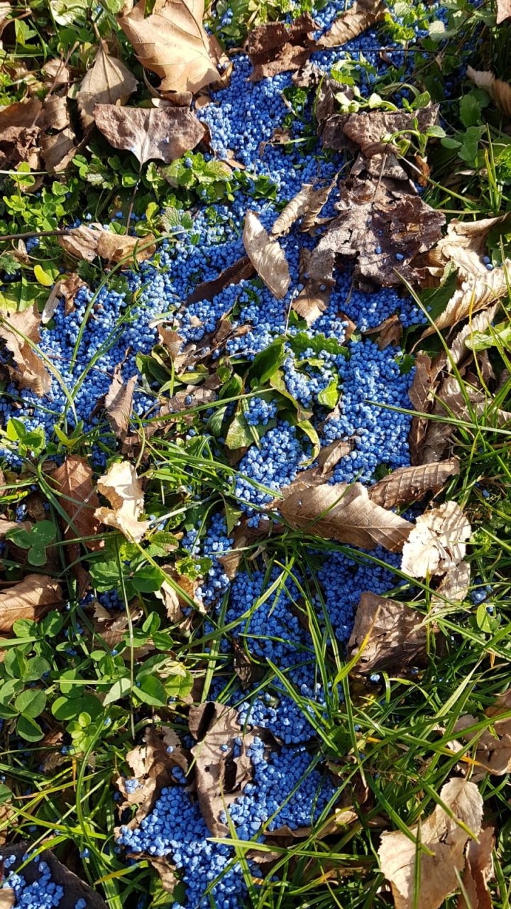 Veleno in un giardino pubblico: cane intossicato