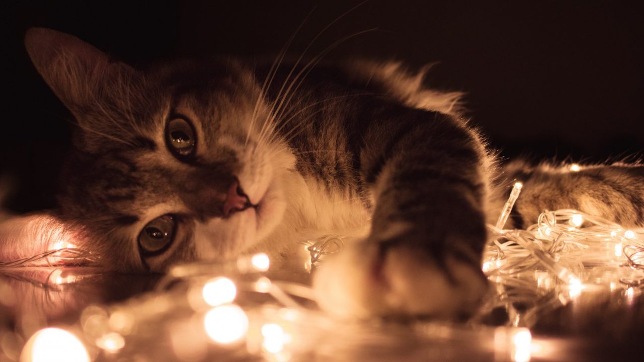 gray-tabby-cat-lying-on-white-string-lights-923360-1280x720