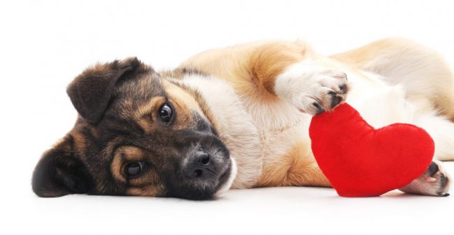 San Valentino con le Simpatiche Zampette