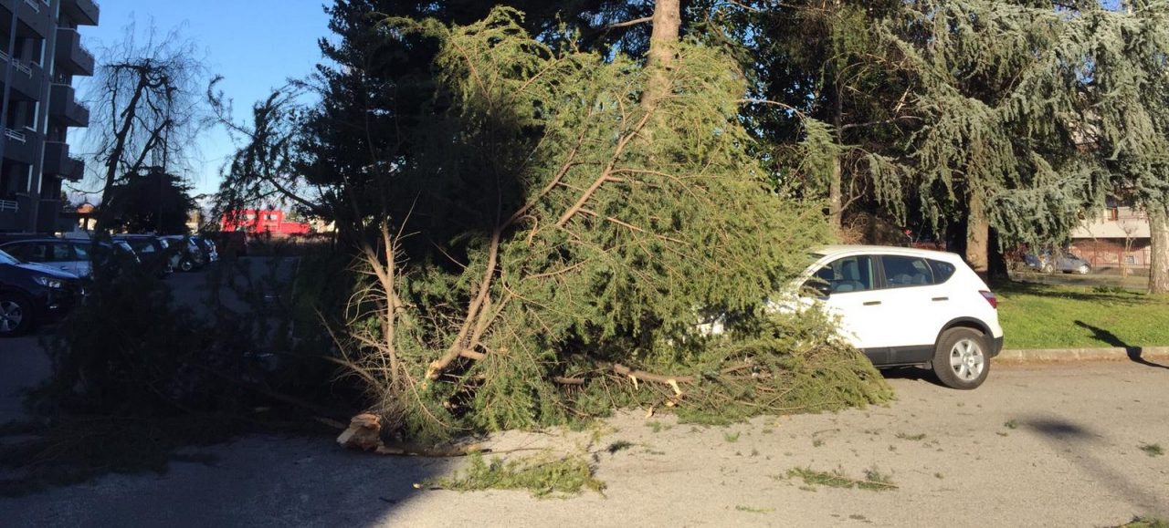 Albero cade e finisce sull’auto del consigliere comunale