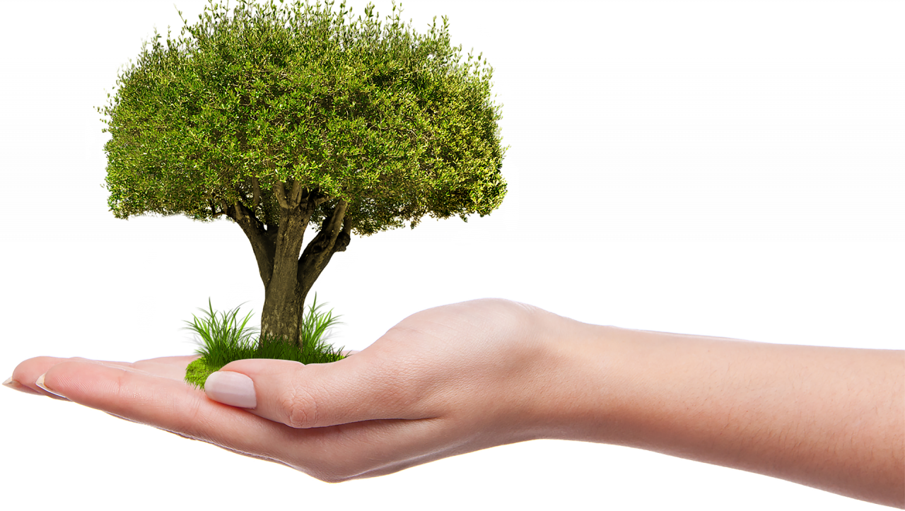 In arrivo oltre 200 alberi sul viale delle Industrie
