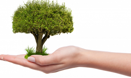 In arrivo oltre 200 alberi sul viale delle Industrie