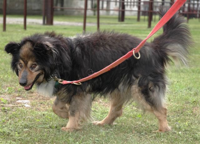 ATS e ENPA Monza, pronto il protocollo per assistere i proprietari di animali in difficoltà