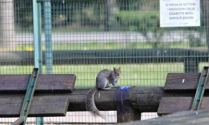 Gli animali si riprendono il Parco - LE FOTO