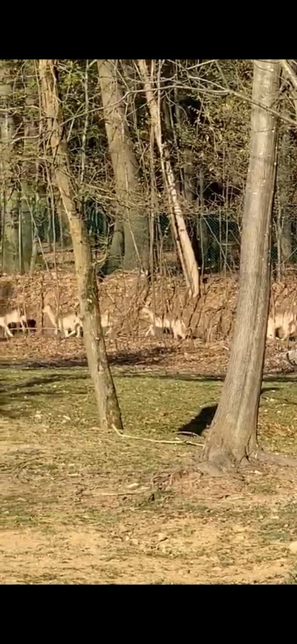 Salvati 12 daini scappati da una tenuta di Lentate sul Seveso