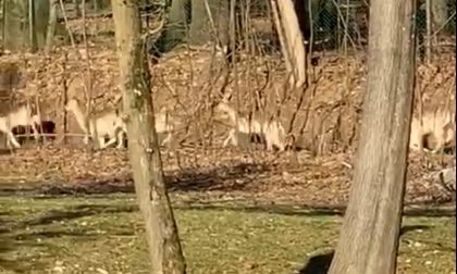 Salvati 12 daini scappati da una tenuta di Lentate sul Seveso