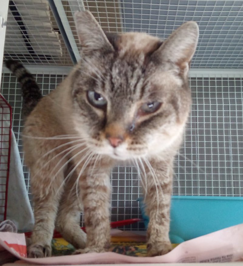 Tino-in-gattile-fb-0003
