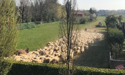 Correzzana: l'inaspettata "invasione"... delle pecore - VIDEO