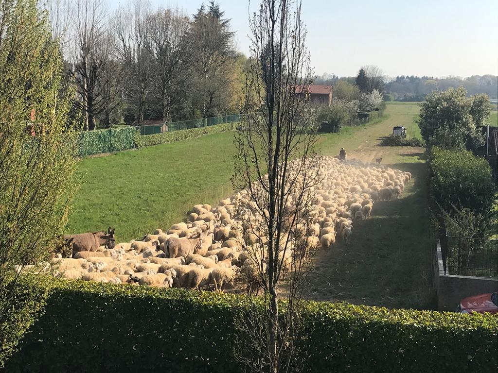 Correzzana: l’inaspettata “invasione”… delle pecore – VIDEO
