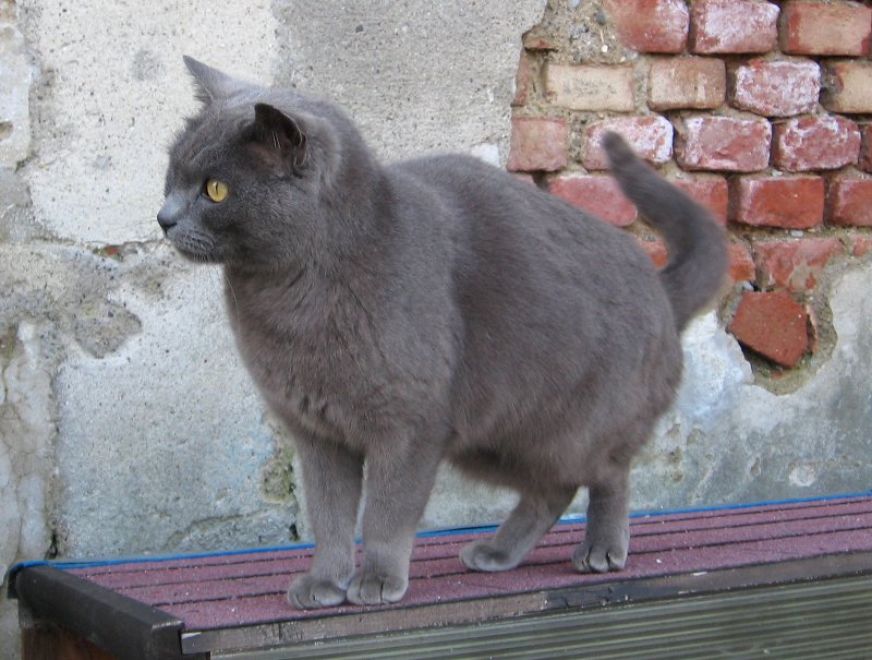 gatto grigio buonarroti-fb_0124
