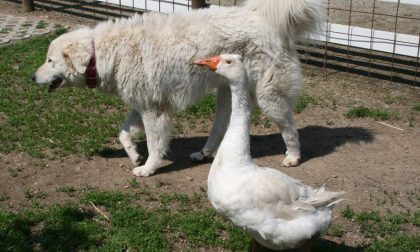 Adozioni azzerate, il coronavirus colpisce anche Enpa
