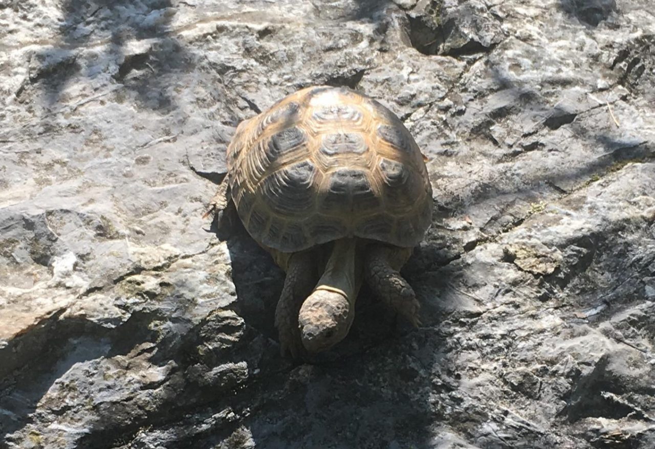 Villasanta, la tartaruga di nome Colombo torna tra le braccia di Mattia