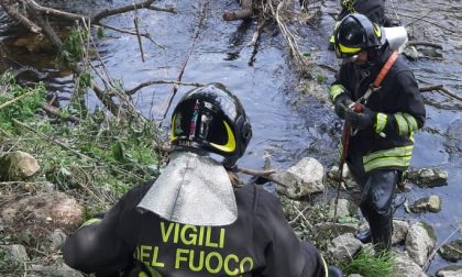 Pianta cade nel torrente a Lentate, intervengono i pompieri FOTO