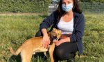 Cucciolo di cane tenuto chiuso in un armadio a Sovico, salvato dall'Enpa FOTO