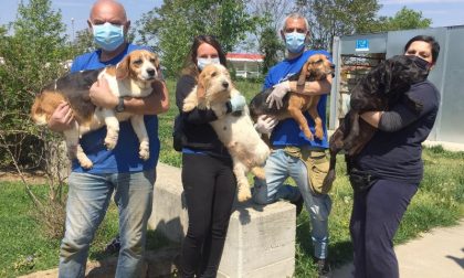 Cani da caccia "in pensione" ritirati dall'Enpa a Brugherio FOTO