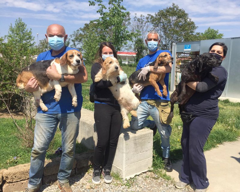 Cani da caccia “in pensione” ritirati dall’Enpa a Brugherio FOTO