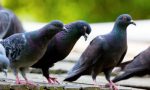 Via Verdi ad Albiate è "bombardata" dai piccioni