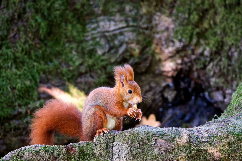 Riapre il Parco, Enpa avverte: “Non dare cibo agli animali”