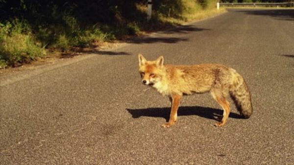 Fase 2, Enpa ricorda: “Attenzione agli animali”