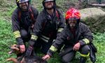 Cane cade nel torrente, salvato dai Vigili del Fuoco