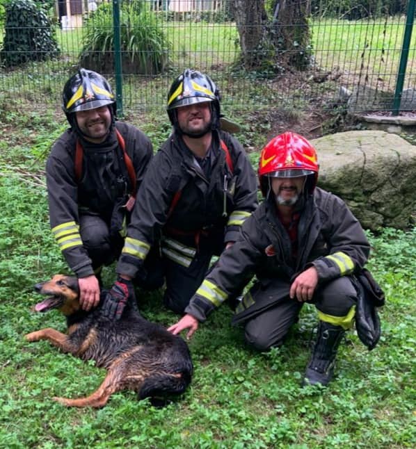 Cane cade nel torrente, salvato dai Vigili del Fuoco