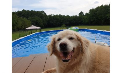Beverly Dogs, un’oasi di felicità a misura di cane