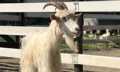 La capra che vive sulle sponde del Lambro ricoverata al rifugio Enpa per una zoppia