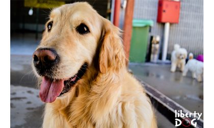 Asilo per cani a Concorezzo, App e servizi digitali in arrivo per Liberty Dog