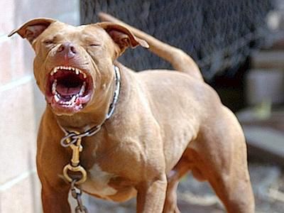 Paura a Seveso: madre e figlio aggrediti dal loro pitbull