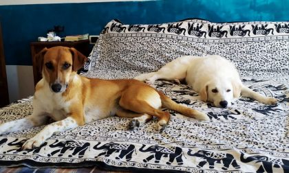 Coppia monzese dona una nuova casa a due cani con un passato difficile