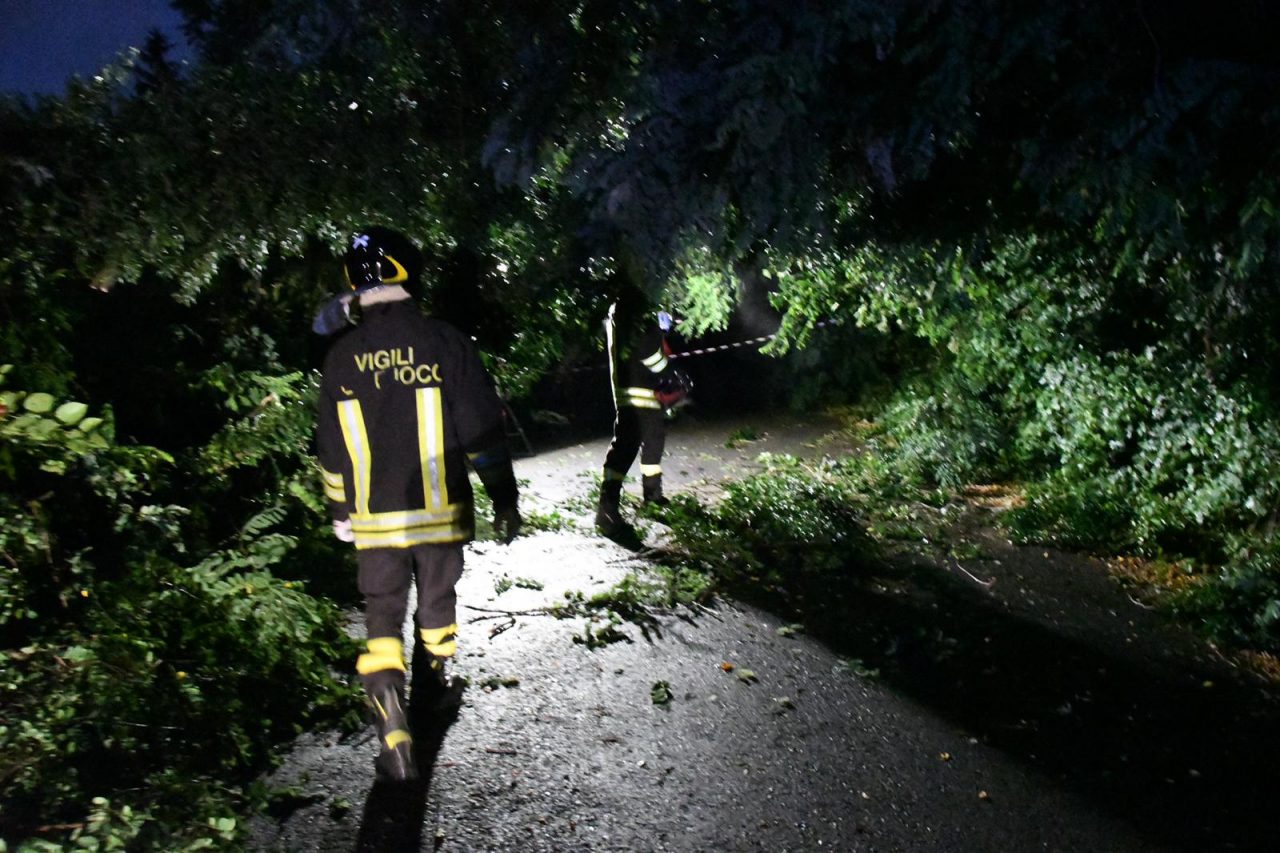 Albero cade sui cavi del telefono