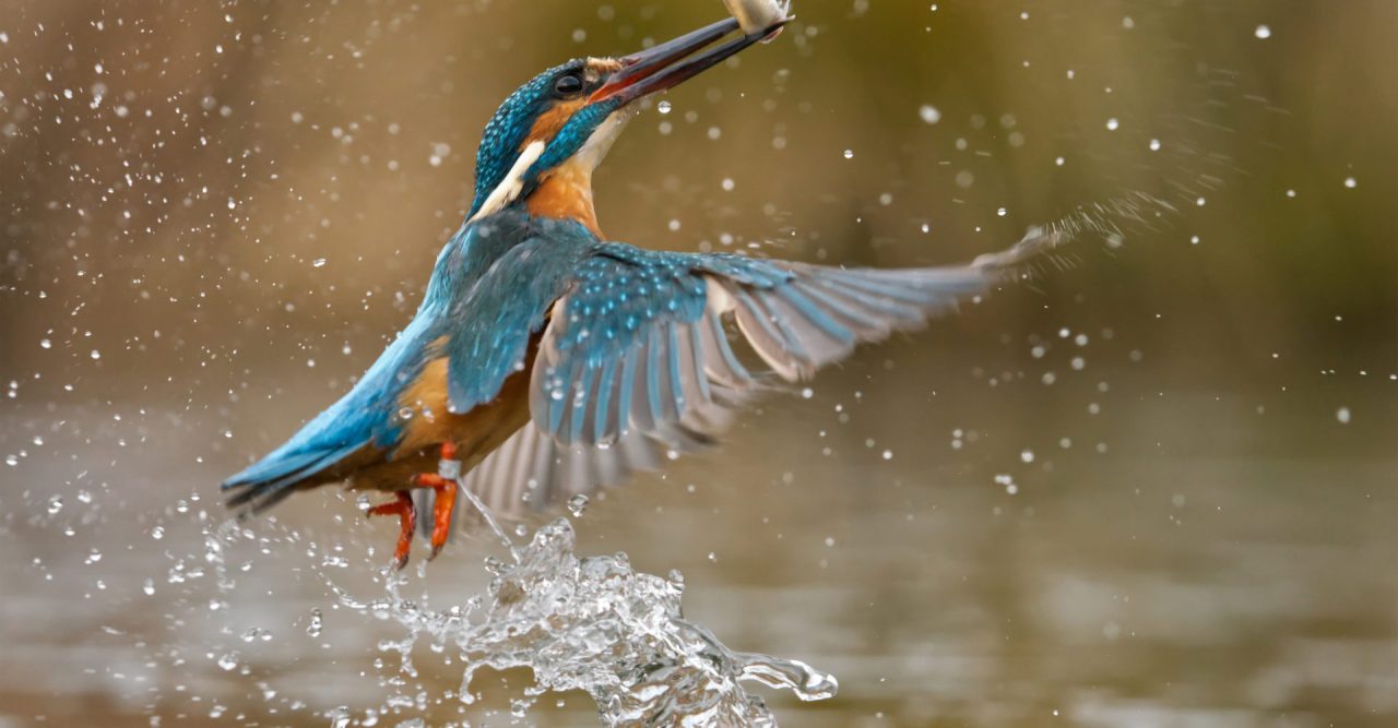 Obiettivo Terra 2020: il besanese Samuele vince il concorso fotografico con il suo martin pescatore