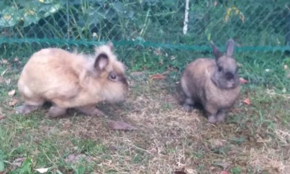 Dopo tre anni in rifugio finalmente hanno trovato casa insieme