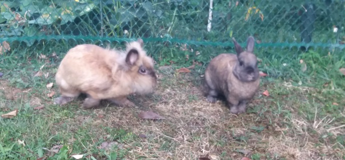 Dopo tre anni in rifugio finalmente hanno trovato casa insieme