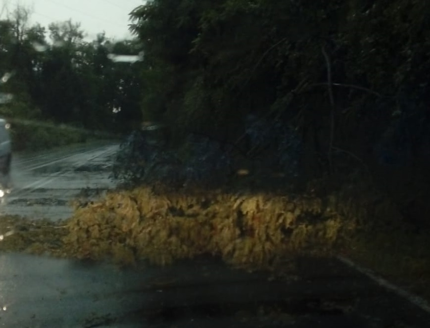 Maltempo, albero si abbatte sulla strada a Meda