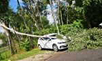 Maltempo, pianta si abbatte su un'auto a Meda