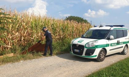 Rifiuti abbandonati, lo sfogo della sindaca di Caponago