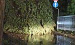 Maltempo nel Vimercatese, forti raffiche di vento e alberi abbattuti VIDEO