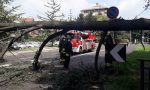 Grosso ramo di un albero crolla sulla strada in viale Romagna FOTO