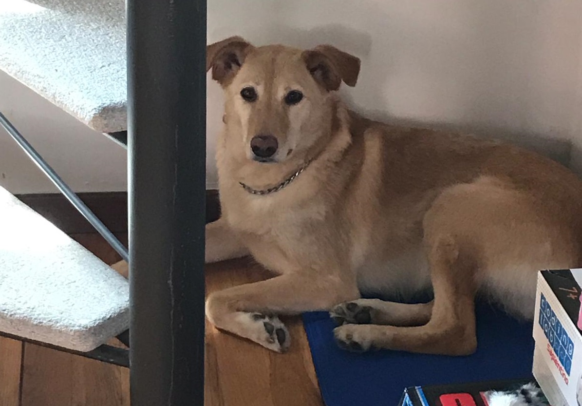 Cane scomparso, ricompensa per chi riesce a trovarlo