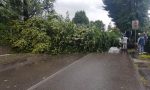Cade un albero, tragedia sfiorata a Veduggio