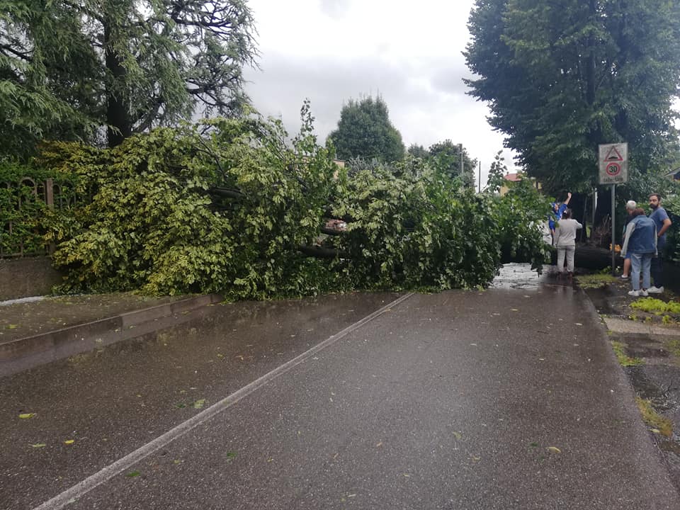 Cade un albero, tragedia sfiorata a Veduggio