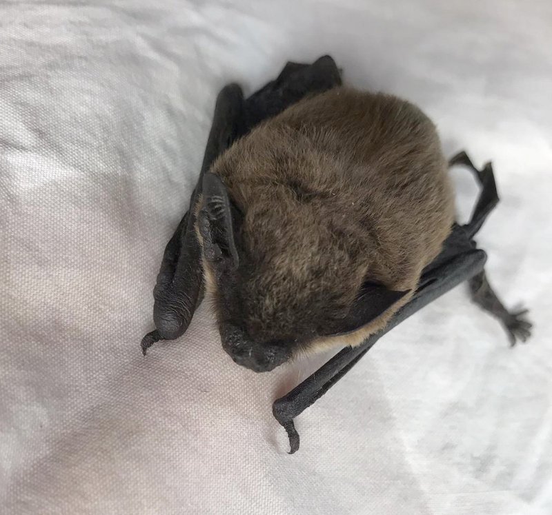 pipistrello-FB--22a