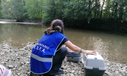Fauna selvatica, l'impegno di Enpa Monza e Brianza FOTO