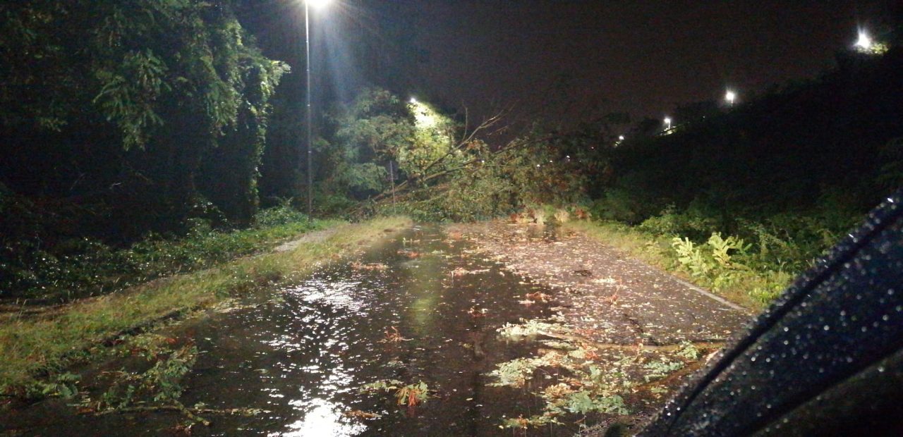 Maltempo: 6 piante abbattute a Usmate Velate