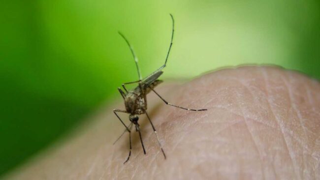 Le punture delle zanzare fanno più vittime degli squali: ecco come liberarsene