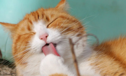 Gatti e allergie: tutte le informazioni più importanti da conoscere