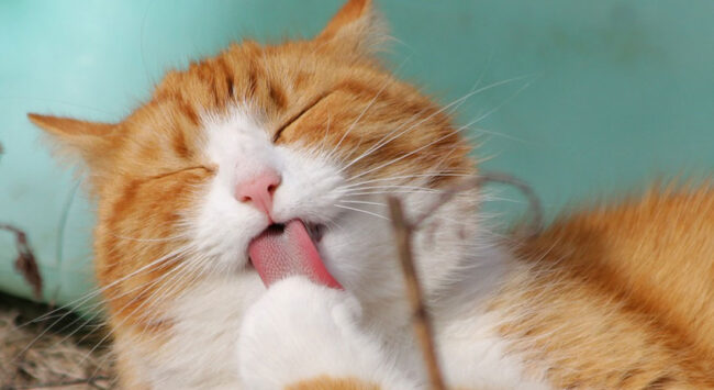 Gatti e allergie: tutte le informazioni più importanti da conoscere
