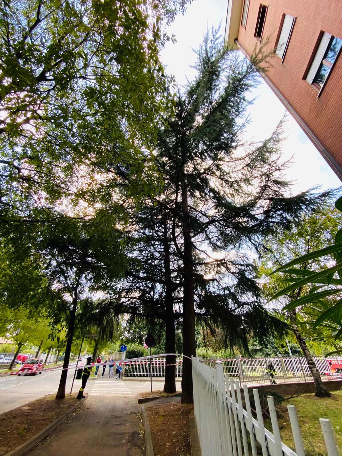 albero